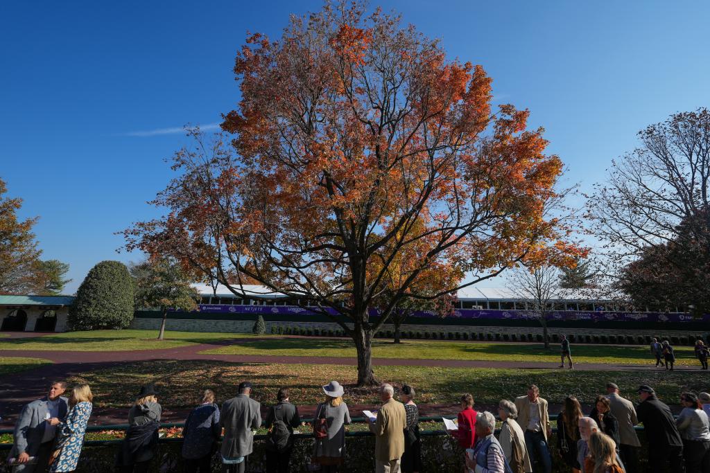 Explore Future Stars Friday at the 2022 Breeders’ Cup World Championships. (Eclipse Sportswire)